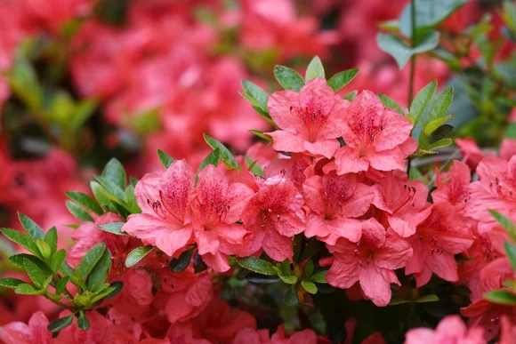 Rosa Rhododendrenblüten